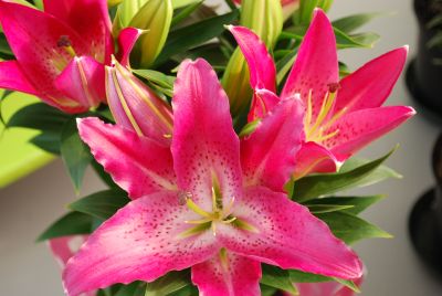 Flamingo Holland, Inc. USA: Asiatic Lily Entertainer Red/White 