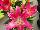 Flamingo Holland, Inc. USA: Asiatic Lily  'Entertainer' 
