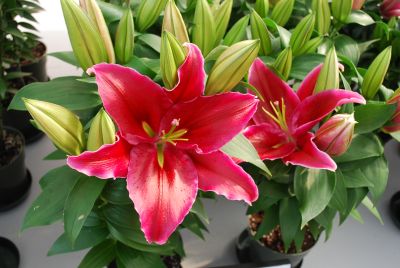 Flamingo Holland, Inc. USA: Asiatic Lily Love Story Red 