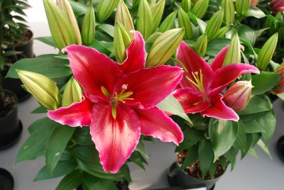  Asiatic Lily Love Story 