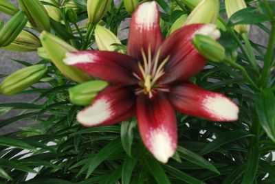 Flamingo Holland, Inc. USA: Asiatic Lily Push Off Browne/Red/White 