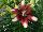 Flamingo Holland, Inc. USA: Asiatic Lily  'Push Off' 