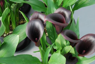  Calla Lily Odessa® 