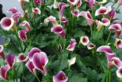  Calla Lily Picasso® 