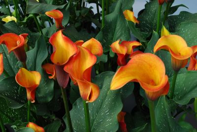 Calla Lily  'Safari®'