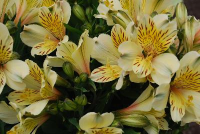 Alstroemeria Inca 'Light Yellow'