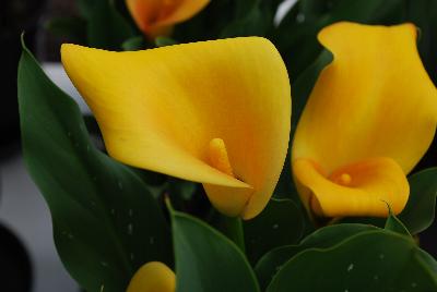 Calla Lily  'Lady Marmelade'