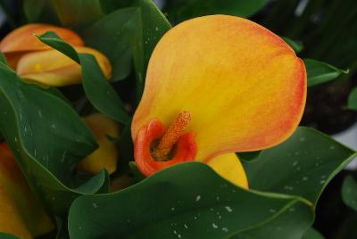 Calla Lily  'Jack O Lantern'