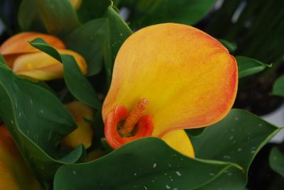 Calla Lily  'Jack O Lantern'