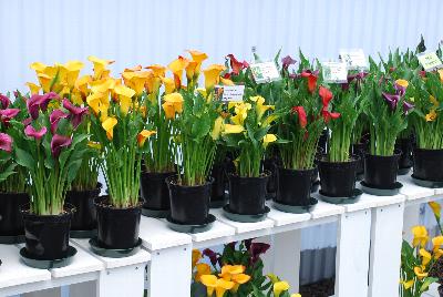 Calla Lilies: Calla Lilies @ Flamingo Holland presenting at GroLink, Spring Trials 2015.