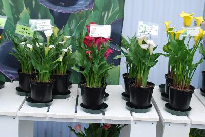 Calla Lilies: Calla Lilies @ Flamingo Holland presenting at GroLink, Spring Trials 2015.