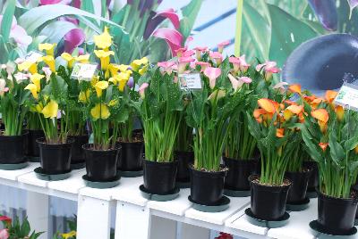 Calla Lilies: Calla Lilies @ Flamingo Holland presenting at GroLink, Spring Trials 2015.