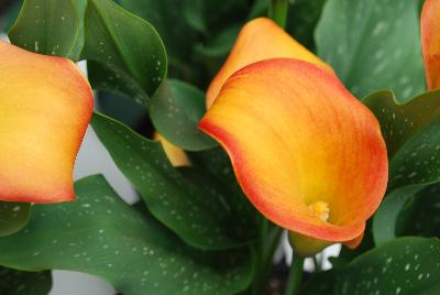 Calla Lily  'Morning Sun'