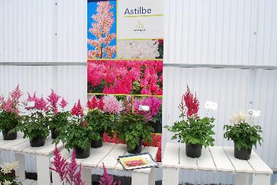 Astilbe from Flamingo Holland, 2015.: Astilbe @ Flamingo Holland presenting at GroLink, Spring Trials 2015.