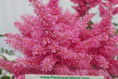 Astilbe  'Rhythm & Beat'