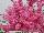 Flamingo Holland, Inc. USA: Astilbe  'Rhythm & Beat' 