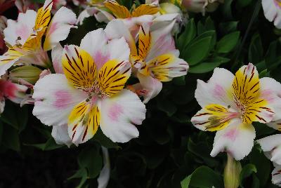 Alstroemeria Inca 'Smile'