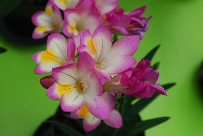 Nano Freesia 