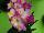 Flamingo Holland, Inc. USA: Freesia  '' 