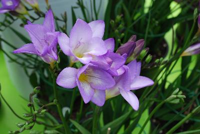 Freesia  'Grosevenor Road'