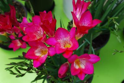 Freesia  'Regent Street'