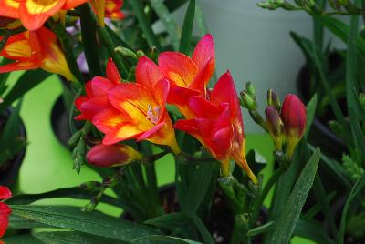 Lovely Freesia Red 