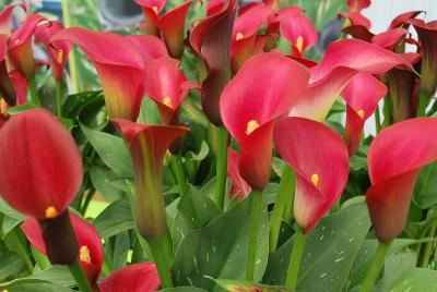  Calla Lily Pink Puppy 