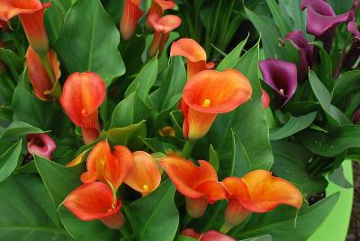 Calla Lily  'Mercedes'