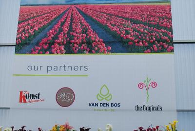 As Seen @ Flamingo Holland Spring Trials, 2014: Welcome to Flamingo Holland's Spring Trials @ GroLink, Oxnard, CA 2014.  Featuring Our Partners:  Konst Alstroemeria, RoseLily, VandenBos and the Originals.