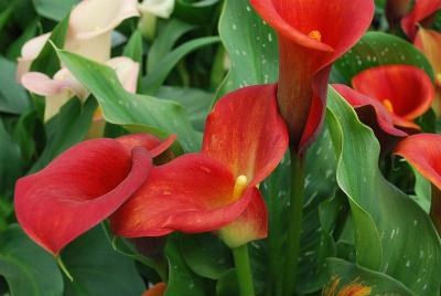 Calla Lily  'Captain Fuego'