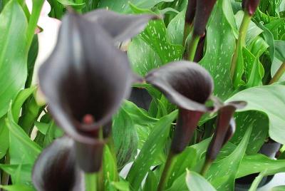  Calla Lily Jewel of the Night 