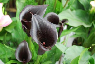 Calla Lily  'Jewel of the Night'