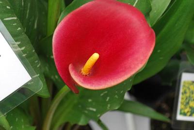  Calla Lily Red Emotion 