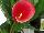 Flamingo Holland, Inc. USA: Calla Lily  'Red Emotion' 