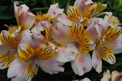 Inca Alstroemeria Smile 