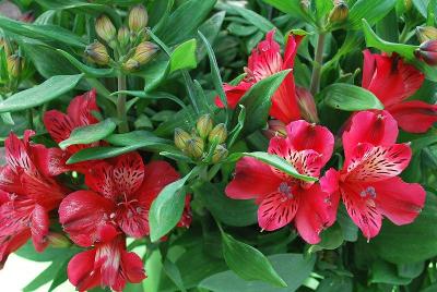 Inca Alstroemeria Lolly 