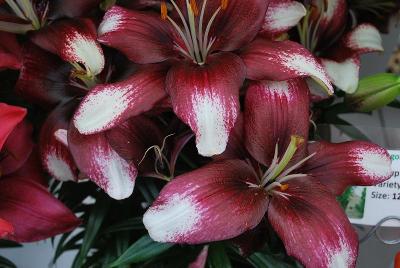 Asiatic Lily  'Push Off'