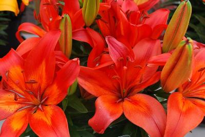 Asiatic Lily  'Matrix'