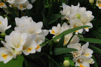  Freesia 'Tootsie'