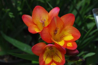 Freesia  'Lovely Red'