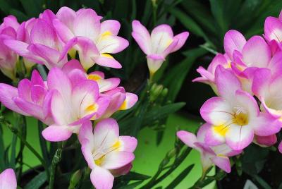  Freesia Gompey 