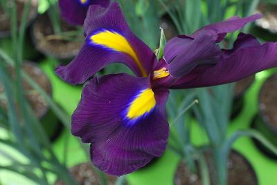 Iris  'Purple City'