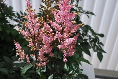  Astilbe New Wave 