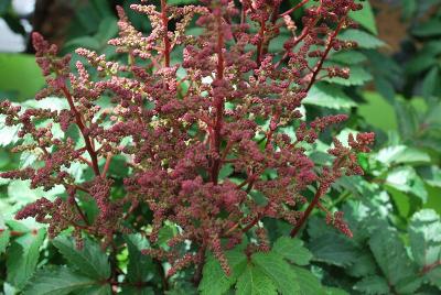  Astilbe Drum & Bass 