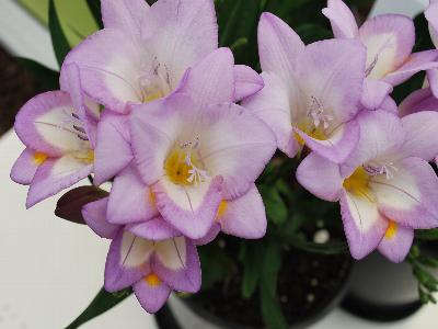  Freesia Light Violet 