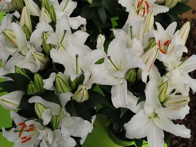  Lily Asiatic White Duchess 