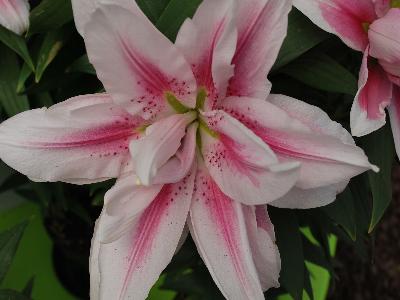 Lily rose Belonica 'Pink'