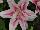 Flamingo Holland, Inc. USA: Lily rose  'Pink' 