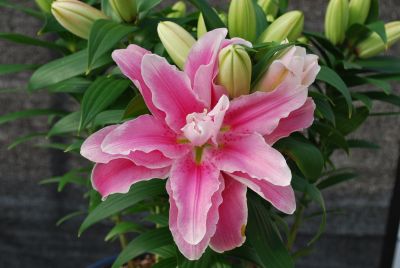  Oriental Lily Belonica 