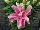 Flamingo Holland, Inc. USA: Oriental Lily  'Belonica' 